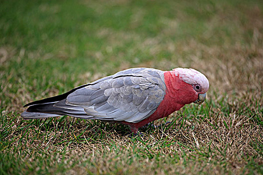 粉红凤头鹦鹉,美冠鹦鹉,成年,澳大利亚
