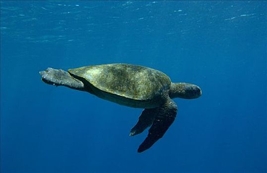 太平洋,绿海龟,龟类,游泳,费尔南迪纳岛,濒危,加拉帕戈斯群岛