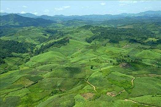 绿色,丘陵地貌,甘蔗,培育,靠近,省,老挝,东南亚