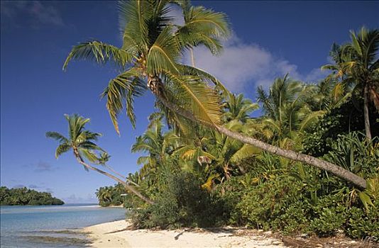 棕榈树,海滩,库克群岛