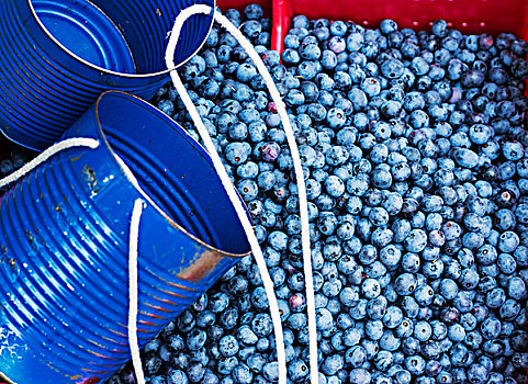 蓝莓,丰收,新泽西