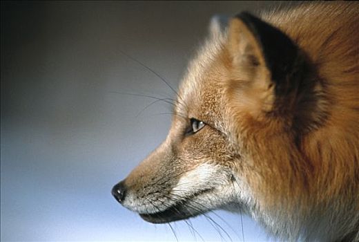 红狐,狐属,肖像,明尼苏达