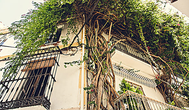 树,遮盖,建筑,西班牙