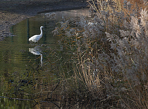 北戴河,湿地,观鸟