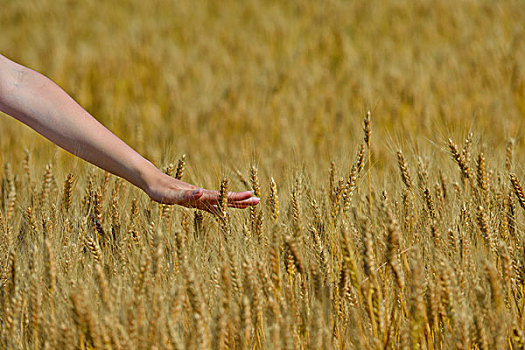 牵手,小麦,丰收,金色,农业,概念