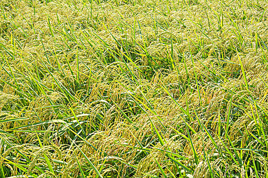 乌鲁木齐米东区水稻丰收