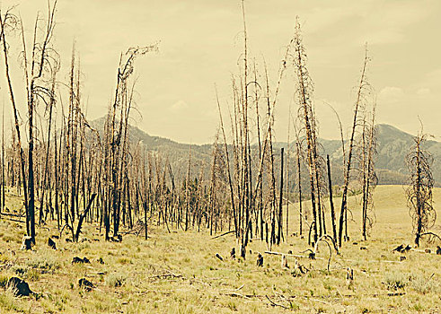 损坏,树,树林,国家森林,山谷,印地安那