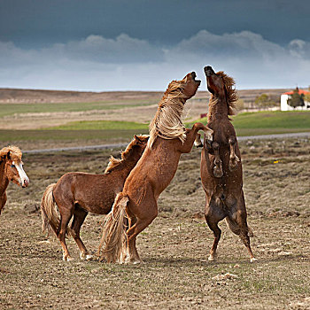 冰岛马,玩,冰岛