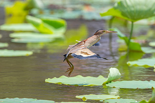 在开阔荷塘水面捕食鱼虾的黄苇鳽鸟