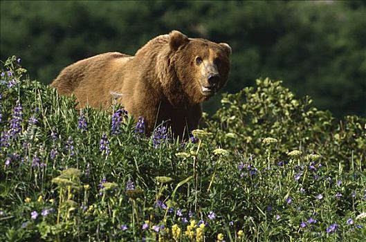 大灰熊,棕熊,野花,卡特麦国家公园,阿拉斯加
