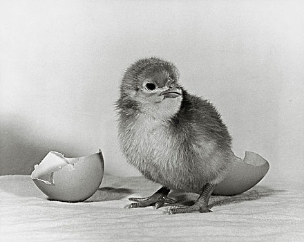幼禽,孵化,蛋