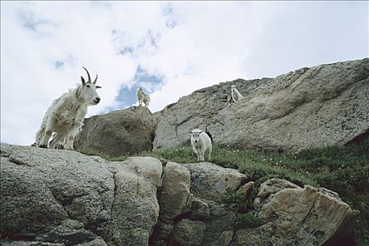 石山羊,雪羊,牧群,岩石,斜坡,攀升,科罗拉多