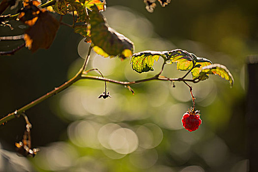 树莓,枝条,自然,绿色背景