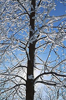 积雪,树枝