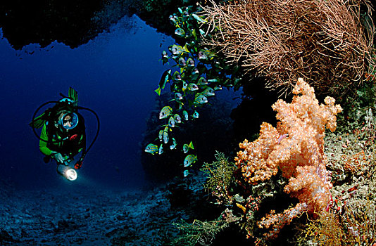 潜水者,鱼群,四带笛鲷,马尔代夫,印度洋