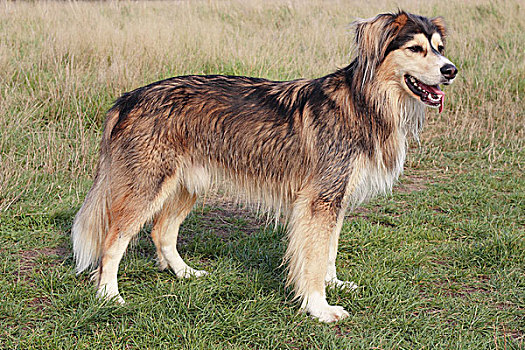 西伯利亚,哈士奇犬,杂交品种,三个,岁月,老,草地,德国,欧洲