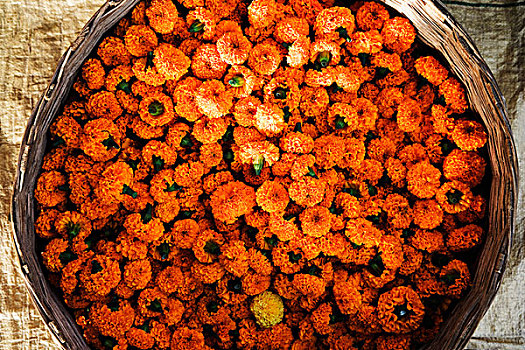 俯拍,万寿菊,花,容器,比哈尔邦,印度