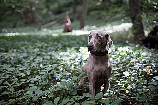 魏玛犬,猎狗,等待,树林,林中空地,德国,欧洲