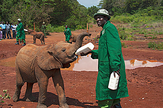 非洲象,幼兽,瓶子,大象孤儿院,肯尼亚
