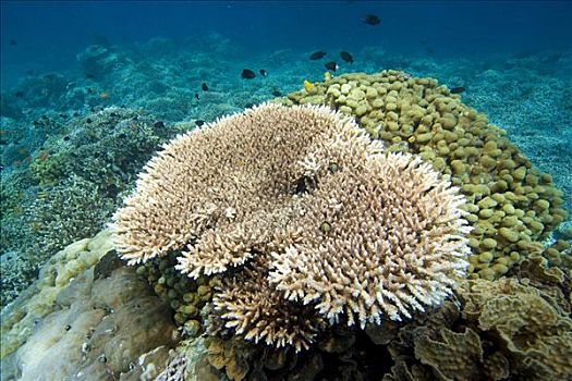珊瑚礁,风信子,布那肯岛,水下,国家公园,苏拉威西岛,印度尼西亚