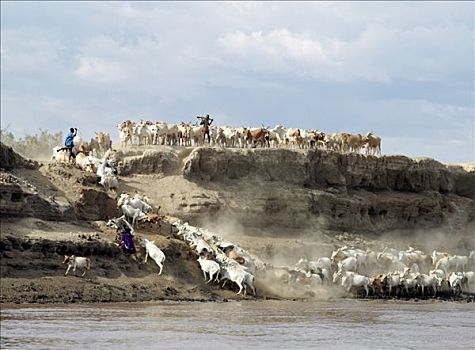 牛,水,奥莫河,一个,部落,人,生活方式,埃塞俄比亚西南部,形态,局部,东方