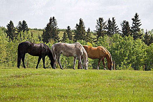 三个,马,放牧,土地,树,卡尔加里,艾伯塔省,加拿大