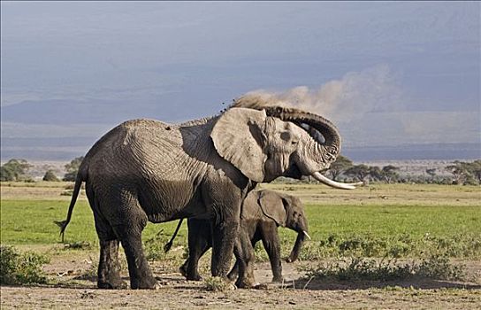 肯尼亚,安伯塞利国家公园,大象,非洲象,灰尘,边缘,沼泽,区域