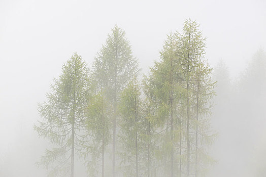 落叶松属植物,落叶松属,树,多,密集,雾,上陶恩山国家公园,卡林西亚,奥地利,欧洲