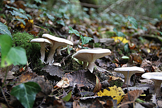 野生蘑菇,越来越多的,在森林,灌木丛