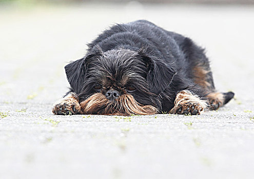 母狗,6岁,卧,一个,道路,北莱茵威斯特伐利亚,德国,欧洲