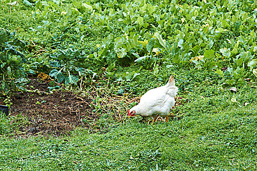 母鸡,花园