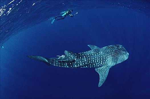 鲸鲨,水下呼吸管,岛屿,哥斯达黎加