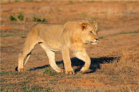 非洲獅,尾隨