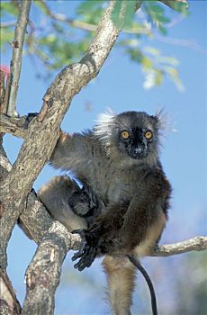 黑狐猴,成年,诺西空巴,马达加斯加,非洲