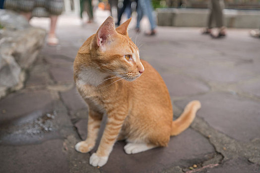 泰国曼谷卧佛寺道路上的野生暹罗猫