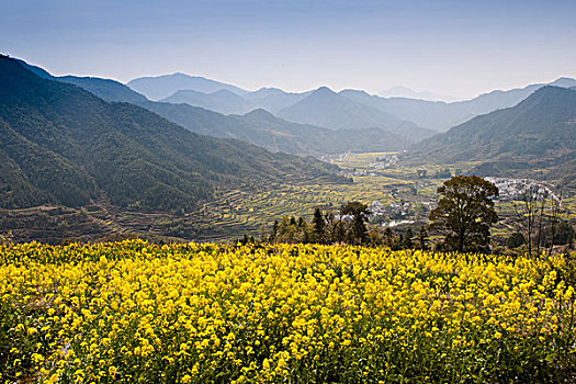 江西婺源,满山油菜花