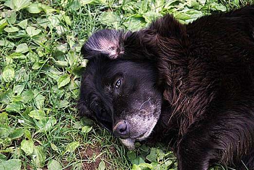 拉布拉多犬