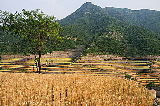 太行山山村麦田