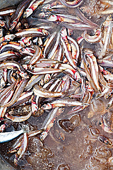 凤尾鱼,出售,早晨,鱼市,孟加拉,泰米尔纳德邦