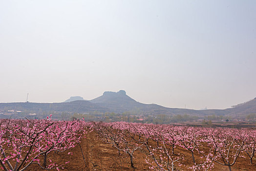 山东蒙阴桃花