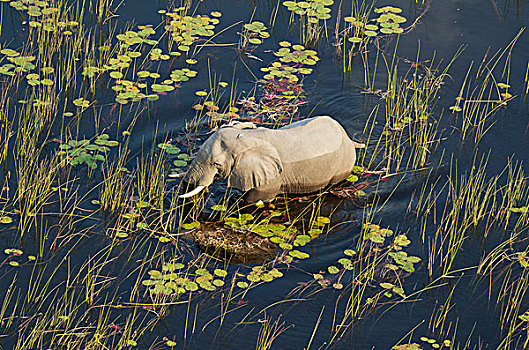 非洲象,雄性动物,淡水,湿地,航拍,奥卡万戈三角洲,博茨瓦纳,非洲