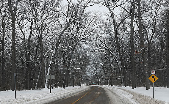 雪后的林间小路