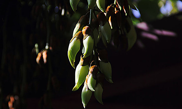 天鹿湖森林公园,禾雀花开,10