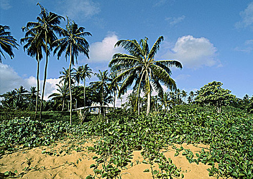 圭亚那,海滩,植物,沙滩,棕榈树