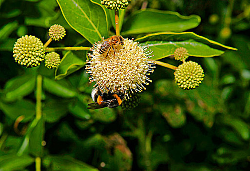 蜜蜂,大黄蜂,伞形花序