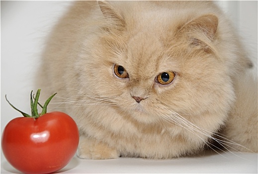 猫,凝视,西红柿