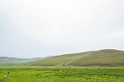 草原山峰牧马