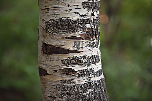 白桦树树皮花纹