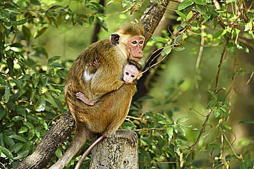 无边帽,短尾猿,弥猴属,坝,幼兽,坐在树上,国家公园,斯里兰卡,亚洲