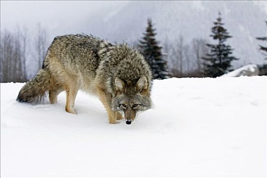 丛林狼,大雪,阿拉斯加野生动物保护中心,阿拉斯加,冬天,俘获